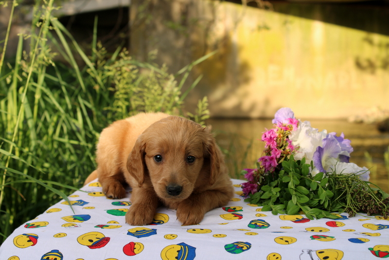 puppy, for, sale, Mini Goldendoodle , Matthew B. Stoltzfus, dog, breeder, Gap, PA, dog-breeder, puppy-for-sale, forsale, nearby, find, puppyfind, locator, puppylocator, aca